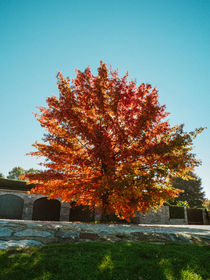 tree with autumn colors by Emanuele Capoferri