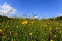 Summer Meadow by David Tinsley