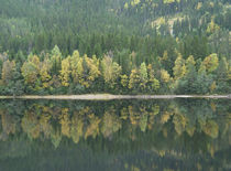 Forest Reflections by Andreas Charitonos