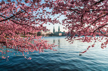 Hamburg im Frühling IV von elbvue von elbvue