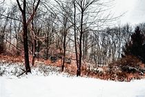 Winter in IR von Dan Richards