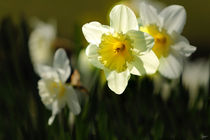 Narzissen im Frühling von ndsh