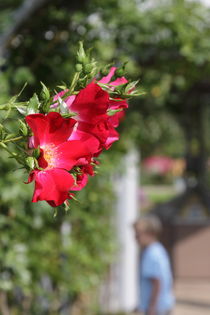 Rosengarten - Rosarium 5 by Marc Heiligenstein