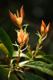 springtime! ... orange leaves by meleah