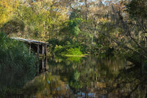 Deep in the Swamp by Judy Hall-Folde