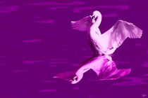 pink swan von ndsh