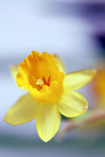 narcissus von jaybe