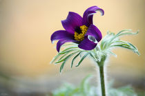 springtime! ... pasqueflower  von meleah