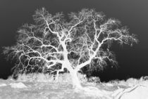 Lone Tree in Black and White von Sally White