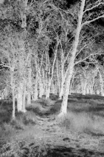 Ghostly Country Path von Sally White