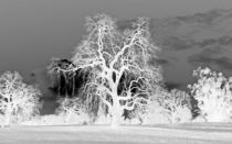 Oak Tree in White von Sally White