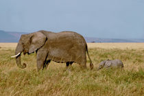 Elephants in the Serengeti National Park by Matilde Simas