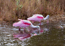 Roseate Spoonbills Swishing For Food von John Bailey