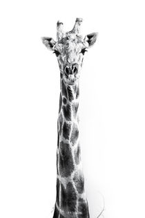 The Namibian Giraffe in the Namib #2 by Matilde Simas