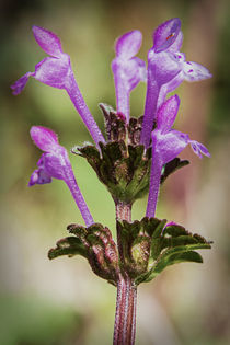 Beautiful Weed by Jon Woodhams