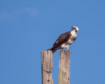 Osprey Giving Warning von John Bailey