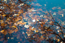 Underwater leaves von Diana Boariu