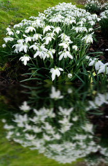 Snowdrops in reflection von Robert Gipson