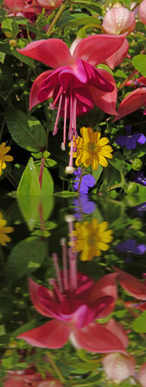 Fuchsia  flower in reflection von Robert Gipson