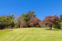 Purple Leaves by John Bailey