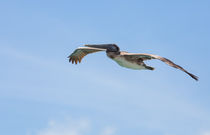 Brown Pelican In Cruise Mode von John Bailey