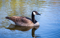 Canada Goose von John Bailey