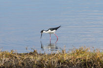 A Black Necked Stilt by John Bailey