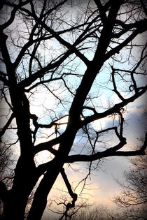 Branches in the Dark by Valentino Visentini