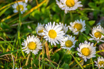 Gänseblümchen Wiese by Dennis Stracke