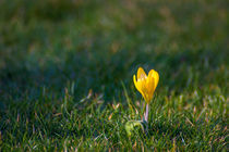 Gelber Krokus von Dennis Stracke