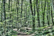 Light Between Trees (Jordan's Beech Wood, Catalonia) von Marc Garrido Clotet