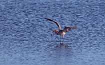  Little Blue Heron Quest For Food by John Bailey