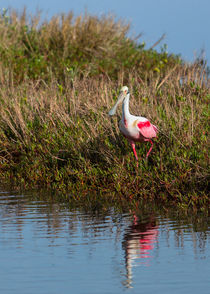 Spoonbill Island Hoping by John Bailey