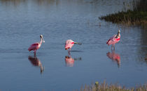 The Three Spoonbills von John Bailey