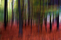 Herbst im Wald by ndsh