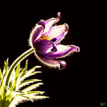 Pulsatilla vulgaris von ndsh