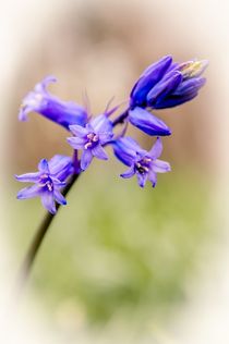 Bluebell by Jeremy Sage