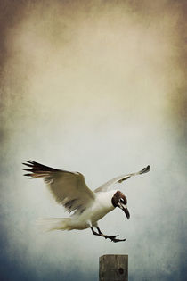 A Seagull's Landing by Trish Mistric