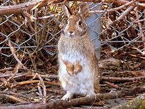 Honey Bunny by Irfan Gillani