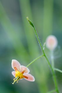 Villa Zanders/Elfenblume by Ivonne Wentzler