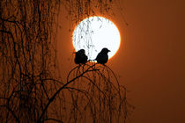 two birds in sunset von Stefanie Feldhaus