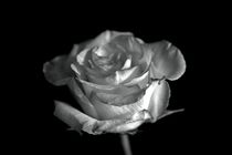 Rose b&w von leddermann