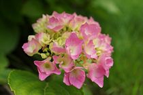 Hortensie pink von leddermann