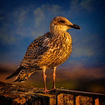 Steven Seagull by Chris Lord