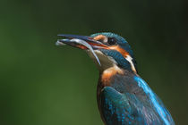 Eisvogel (alcedo atthis) by Karl Leitner