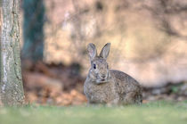 wildkaninchen von Karl Leitner