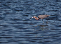 Stalking Reddish Egret by John Bailey