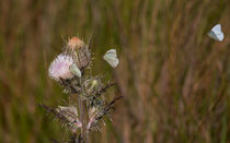 Butterfly Landing Path by John Bailey