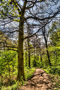 The Forest Path by David Pyatt