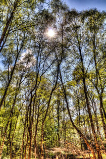 Summer Forest Trees by David Pyatt